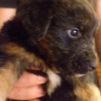 Cuccioli di due mesi