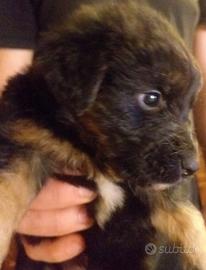 Cuccioli di due mesi