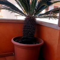 cycas  in vaso 