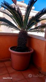 cycas  in vaso 