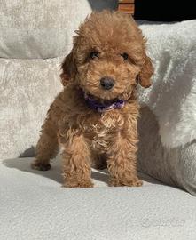 Cuccioli di barboncini mini toy maschi e femmine