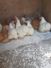 Galline, cocincina nana