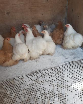 Galline, cocincina nana