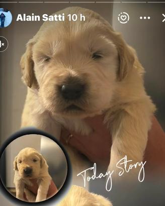 Cuccioli Golden Retriever americani