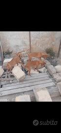 Cirneco dell'Etna