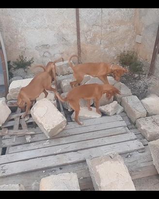 Cirneco dell'Etna