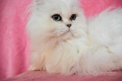 Cucciolo British longhair