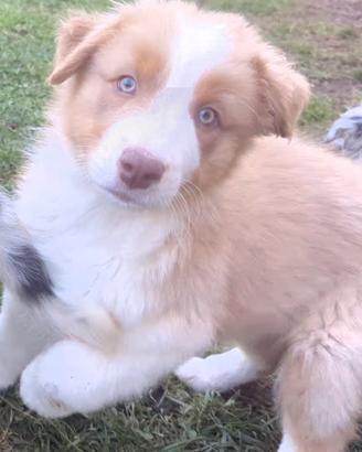 Cuccioli Pastore Australiano pedigree Enci