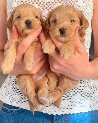 Cuccioli maltipoo