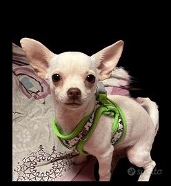 Chihuahua maschio per monta