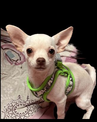 Chihuahua maschio per monta