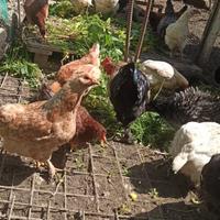 Galline. oca tolosa.pulcini