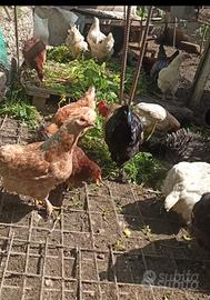 Galline. oca tolosa.pulcini