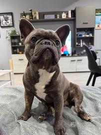 Bouledogue francese per monte