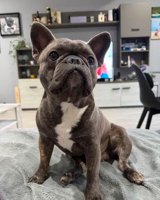 Bouledogue francese per monte