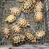 Tartarughe di terra hermanni boettgeri