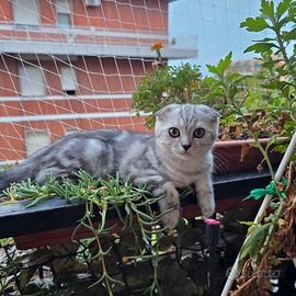 Gattino scottish Fold dolcissimo