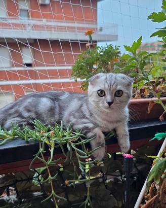 Gattino scottish Fold dolcissimo