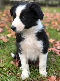 Border collie