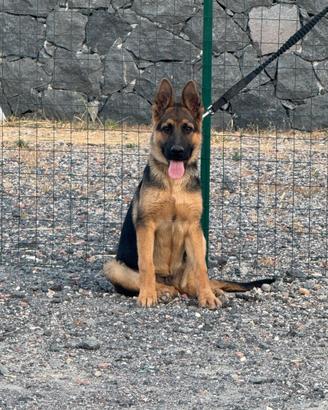 Cucciolo di pastore tedesco 5 mesi Originalissimo