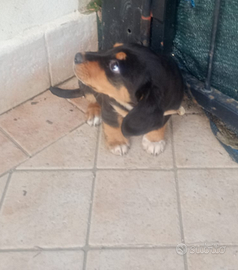 Incrocio bassotto pincher