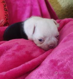 Femminucce Bouledogue francese