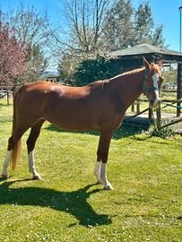 Cavalla Anglo-Araba 6 anni