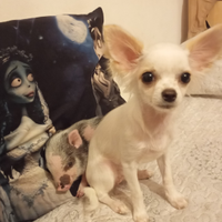 Chihuahua monta