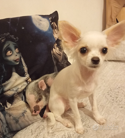Chihuahua monta