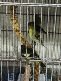 Lucherini testa nera