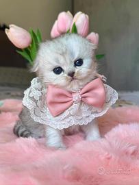 Gattina Highland Fold