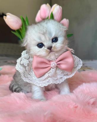 Gattina Highland Fold