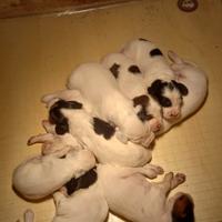 Cuccioli setter inglese con pidigree