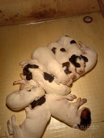 Cuccioli setter inglese con pidigree