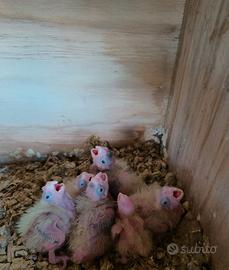 C.e.r.c.o. pulli da allevare a mano