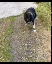 Cuccioli pastore del caucaso