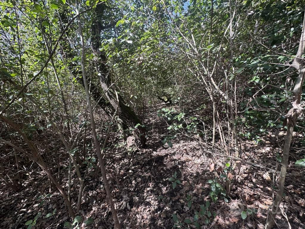 Terreno di 10000 m² a Trevignano Romano - Vista 2