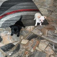 Cuccioli Chiwawa