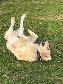 Chester cane meraviglioso