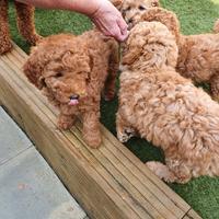 Cuccioli di barboncini toy maschi femmine