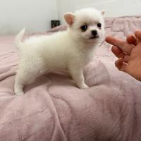 Maschio Chihuahua Spitz