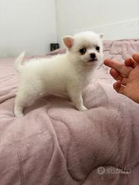 Maschio Chihuahua Spitz