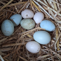 Uova Araucana / olive egger