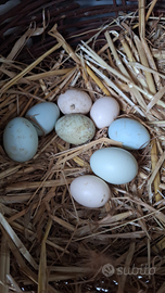 Uova Araucana / olive egger