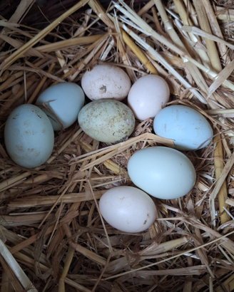 Uova Araucana / olive egger