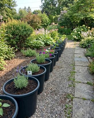 Vasi da vivaio in plastica nera.