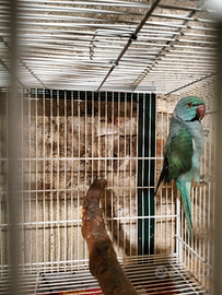 Parrocchetto dal collare