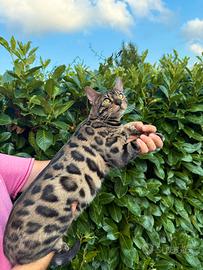 Gattina bengala Brown spotted tabby di 9 mesi