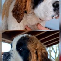 Cane di San Bernardo