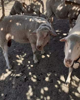 Animali